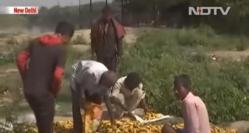 인도 뉴델리의 야무나 강변에서 버려진 바나나 중 먹을만한 것을 고르는 일용직 노동자. [NDTV 화면 캡처=연합뉴스] 