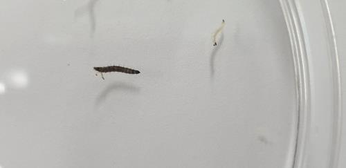 청주 아파트 화장실서 발견된 벌레는 '나방파리 유충' | 연합뉴스 청주 아파트 화장실서 발견된 벌레는 '나방파리 유충' | 연합뉴스