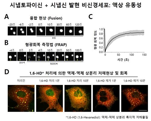 액체와 액체 간 상분리 현상 증명 실험