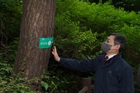 '남산 소나무' 산림 문화적 가치 되살리며 관리한다
