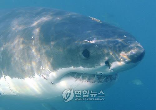 백상아리 자료 사진