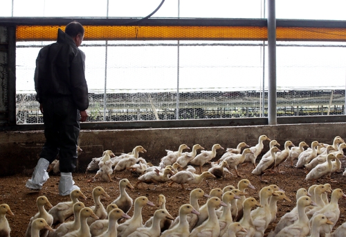 [르포] '오리·닭 다시 덮칠까'…AI 걱정에 축산농가 분주