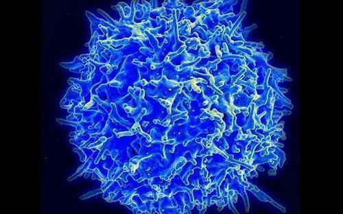 세포 면역 반응에서 핵심 역할을 하는 T세포 