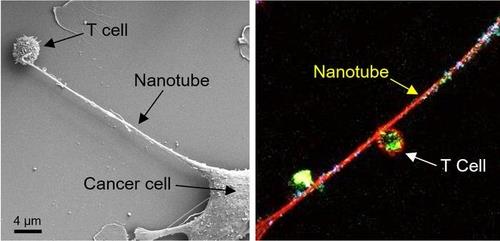 T세포의 미토콘드리아 빨아먹는 암세포의 '나노 빨대'