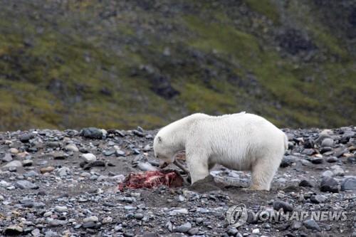 사슴 고기를 뜯어 먹는 북극곰 