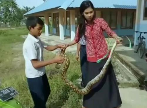 2019년 술라웨시섬의 여교사가 학교에 들어온 2.7m 뱀을 맨손으로 잡은 모습