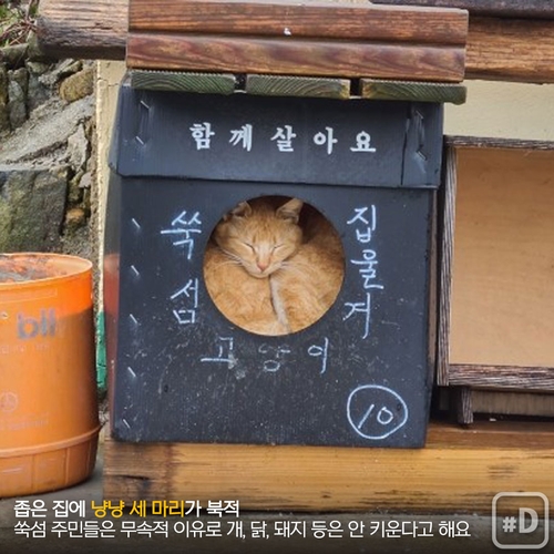 [Y imazine] "호랑이해엔 고양이죠" 아시아 고양이마을 탐방 - 3