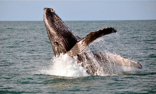 브라질 해안에서 목격된 혹등고래