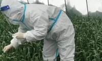 중국서 마늘잎 핵산검사…"황당하고 웃기는 검사"