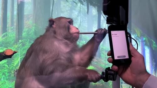 뉴럴링크의 원숭이 실험 공개 이미지