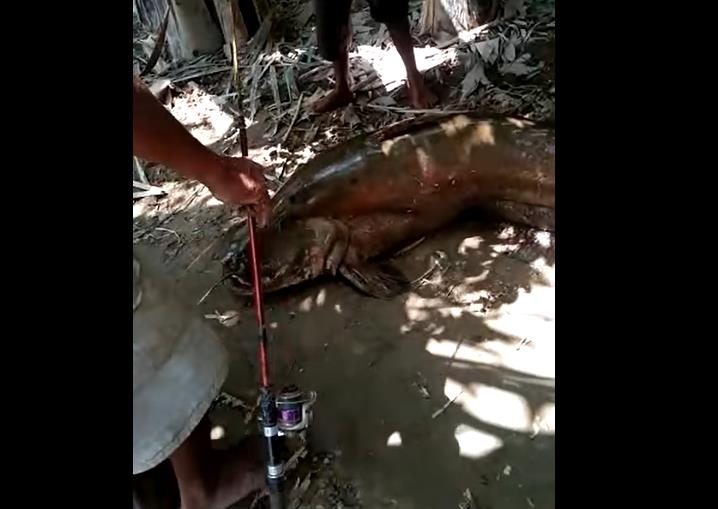 65 kg catfish caught in the Padang River in Sumatra, Indonesia