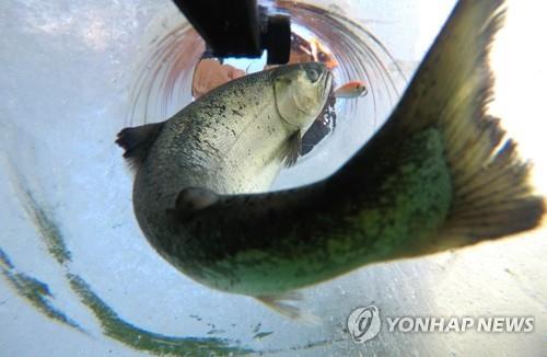 화천산천어축제 축제용 물고기