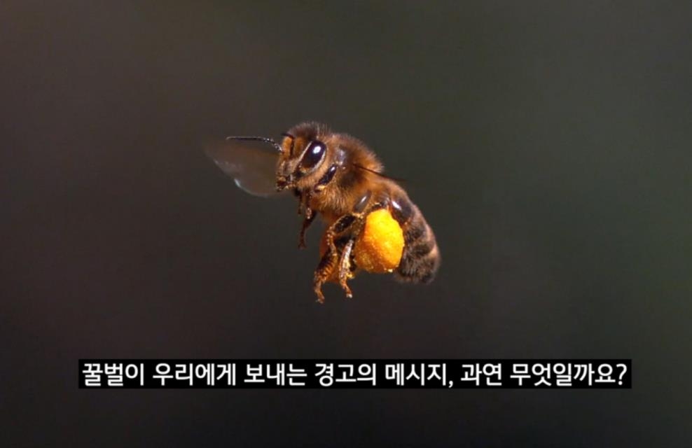 '꿀벌의 경고' 한 장면