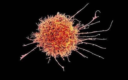'학수고대' 면역항암제 개량 해법, 선천 면역계 NK세포서 찾았다