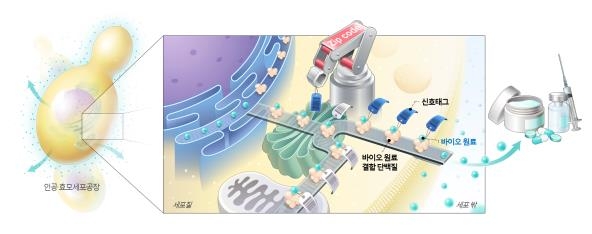 연구 결과 모식도
