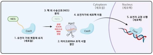 세포 내 '셀프 체크인'의 마이크로RNA 특이적 작용 모식도