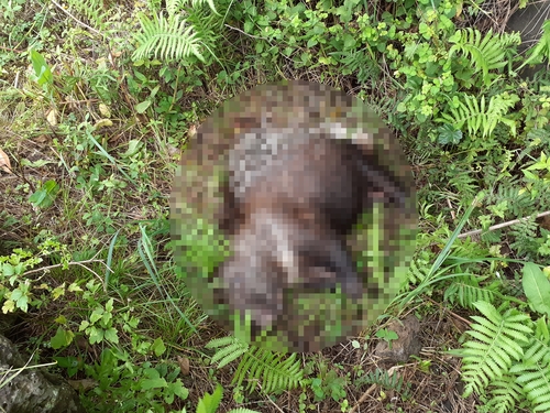 27일 서귀포시 성산읍에서 발견된 호저 사체 