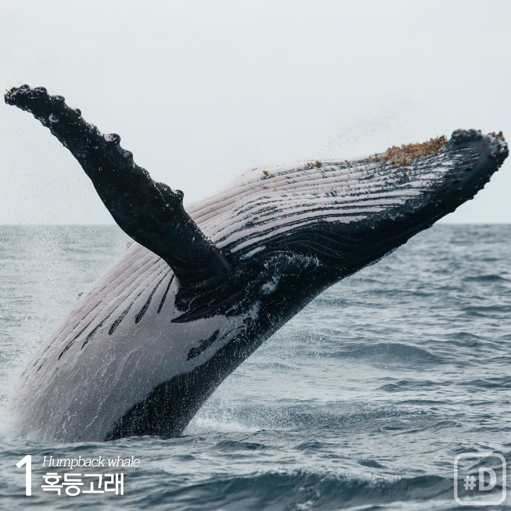 [여행honey] 우영우도 사랑한 고래들을 볼 수 있는 곳 - 2