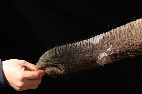 손처럼 움직이는 코끼리 코 섬세한 동작은 주름진 피부 덕분