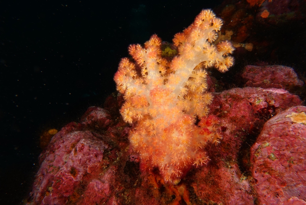 동해 해역 왕돌초 연산호