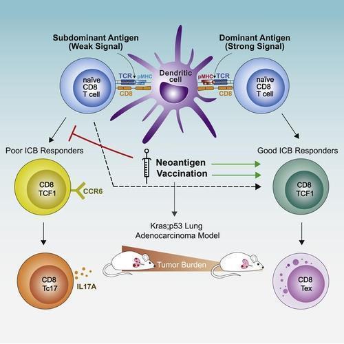 암 신생항원과 T세포(Kras 돌연변이, p53 교란 폐암종 모델) 