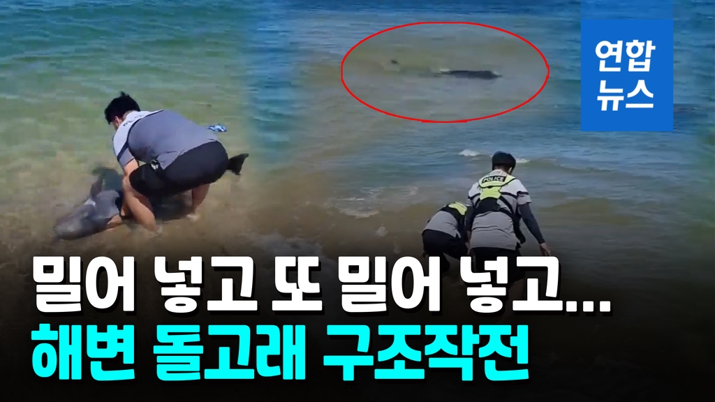 [영상] 밀어 넣으니 또…강원 고성 해변서 밀려나온 돌고래 돌려보내 - 2