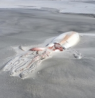 몸통만 4ｍ 대왕오징어 사체 뉴질랜드 해변서 발견