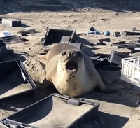 바닷가 플라스틱 쓰레기더미에서 절규하는 아르헨 바다표범들