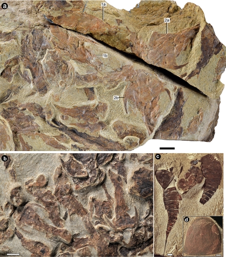 실루리아기 고대 유악어류 화석 