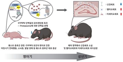 "신생아 뇌발달 장애 '웨스트증후군' 발병 유전자 규명"