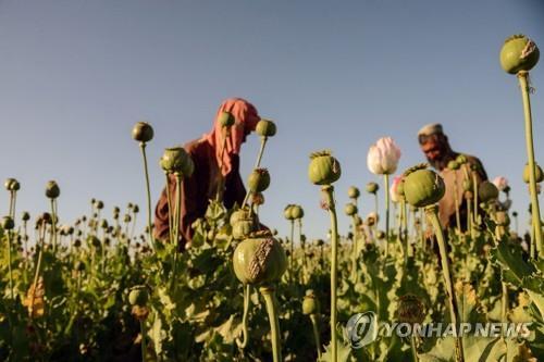 '세계최대 아편생산' 아프간, 탈레반 금지 속 양귀비 경작 32%↑