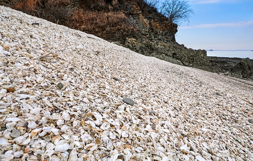 [여행honey] 조가비언덕·바닷길·암석 해변…겨울 국화도 트레킹