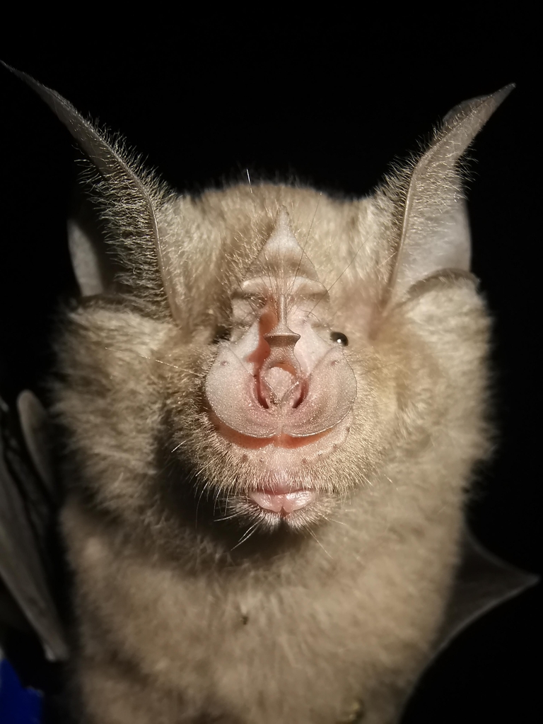 집단생활을 하며 장기수명을 가진 관박쥐(Rhinolophus ferrumequinum)