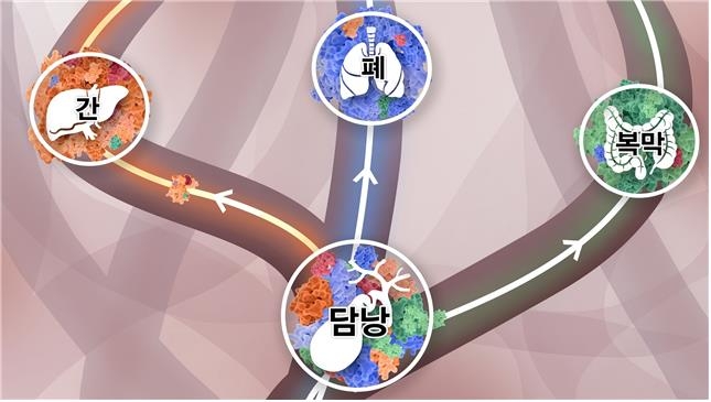 담낭에 다양한 클론들이 섞여 있다가, 주황색 클론이 이긴 암세포는 간으로, 파란색 클론이 이긴 암세포는 폐로, 초록색 클론이 이긴 암세포는 복막으로 간다.[분당서울대병원 제공]