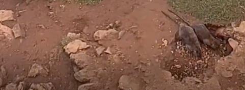 웨일스 해안 마을 절벽에서 굴을 파는 큰 쥐의 모습 