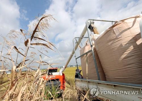 전북도, 쌀 적정 생산 유도…재배면적 5천777㏊ 타 작물로 전환