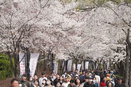 석촌호수 벚꽃축제