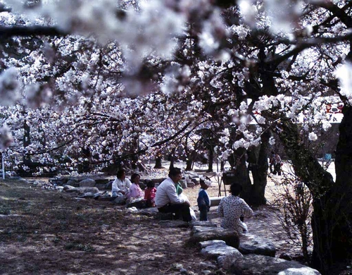 전북 김제시 금산사에서 시민들이 활짝 핀 벚꽃 아래서 봄을 즐기고 있다. 1978년 [국가기록원 제공]