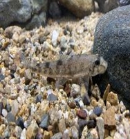 멸종위기 1급 민물고기 '모래주사' 복원 성공…250마리 방류