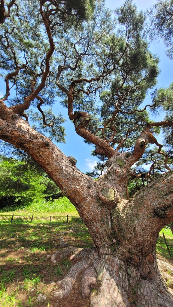 천연기념물 '의령 성황리 소나무'