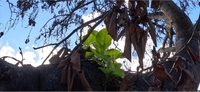 산불로 탄 하와이 명물 반얀트리에 새잎 돋아나…"희망의 상징"