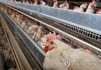남아공 조류인플루엔자 비상…"닭 500만 마리 살처분"