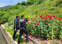 둘레길에 양귀비 심은 60대, 경남경찰청 드론 순찰대에 적발