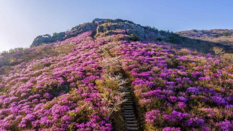 영취산 기암괴석과 진달래 군락