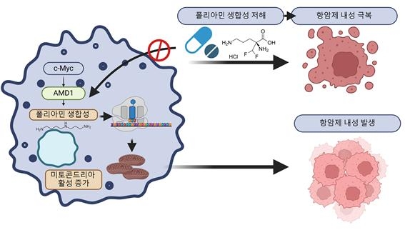 흑색종의 BRAF 억제 항암제 내성 발생 원리