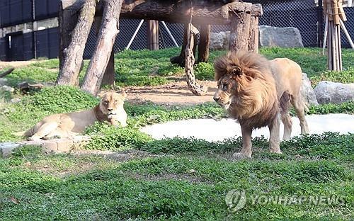 지난해 10월 암사자 도도와 합사한 바람이(오른쪽