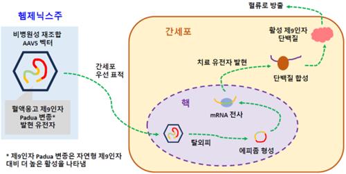 헴제닉스주 작용 원리