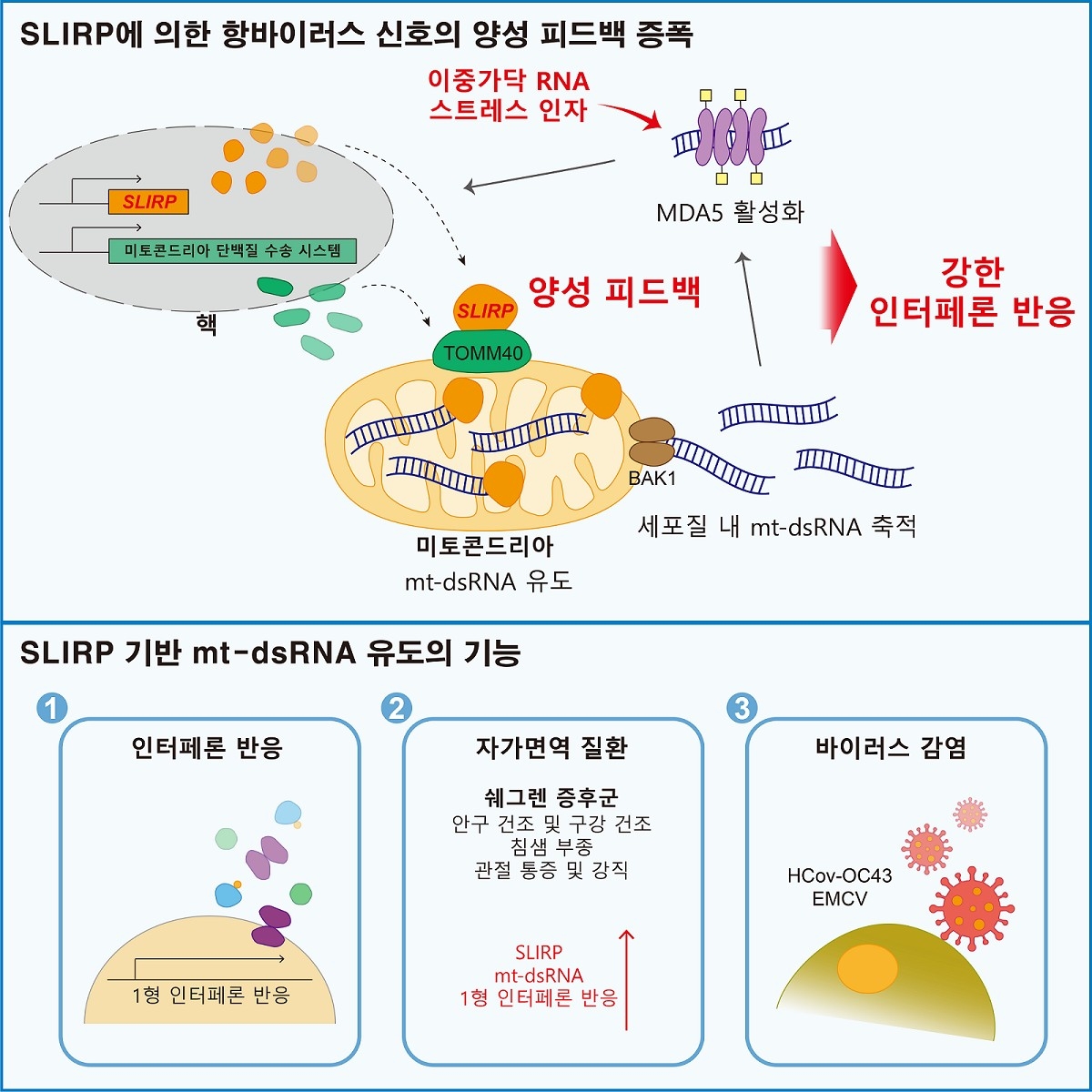 슬러프 단백질에 의한 항바이러스 반응 모식도 