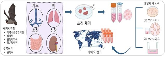 팬데믹 막는다…韓연구팀, 대규모 박쥐 인공장기 