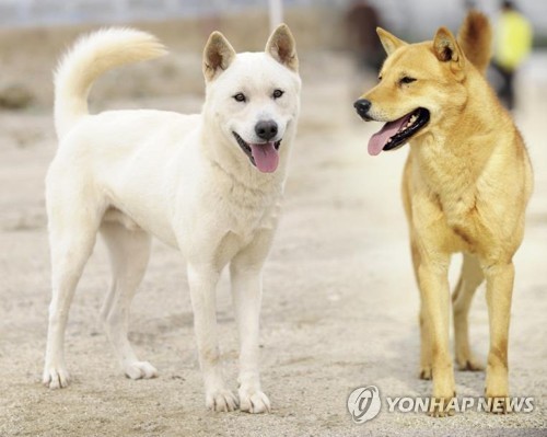 늠름한 진돗개 사진